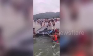 Rescuers and tourists team up to save stranded dolphin on beach in China's Yangjiang