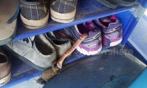 Thai woman finds snake eating LIVE toad in her shoe