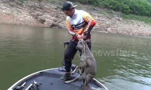 Thai fisherman rescues stranded goral that was fleeing wild dogs