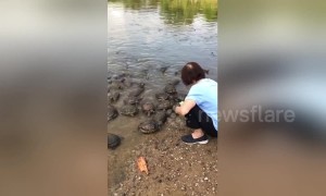 Elderly Singaporean woman calls over wild terrapins to give them back scrubs