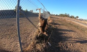 Roo Rescued from Fence