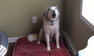 Husky protests loudly when owner asks him to go for walk