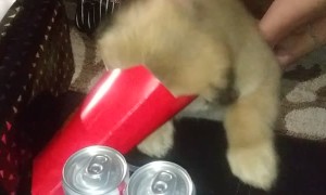 Hungry Doggo Dives in for Fries