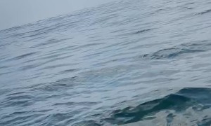 Humpback Whale Surprises Paddlers