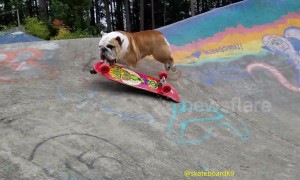 Bulldog 'shreds' it on the skateboard