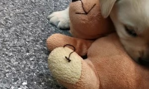 Seeing Eye Puppy Plays with Teddy