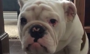 Determined bulldog faces off against greatest fear