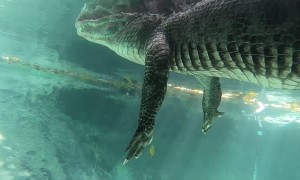Swimming Underneath an Alligator in the Everglades