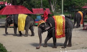 Revealed: Inside the Thai zoo dropped by Asia's biggest travel agency for 'abusing' animals