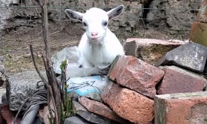 Pygmy Goat Looking Cute