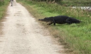 Massive alligator surprises hikers along walking trail