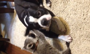Baby Raccoon Befriends Dog