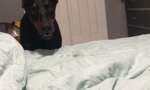 Very Vocal Doberman Talks Back