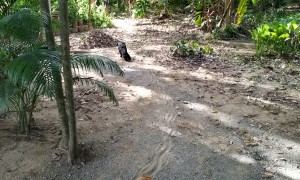Dog Drags Itself in the Dirt