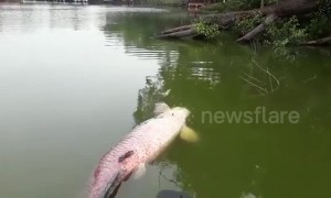 Monster Amazonian fish terrifies jogger after floating in Malaysian lake