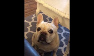 Angry French bulldog throws a tantrum like a child over Cheerios
