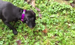 Barking at Butterflies