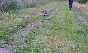 Feline Wins Foot Race