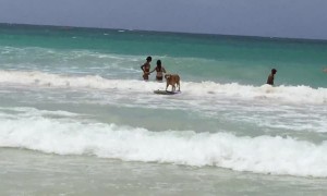 Dog shows off awesome surfing skills