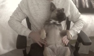 Totally relaxed dog enjoys a shoulder massage