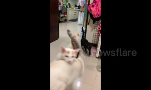 Excited cats come running for dinner in Taiwan