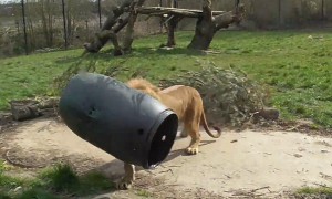 Unlucky lion gets head stuck inside barrel