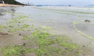 Popular Thai tourist beach turns GREEN in suspected algae bloom