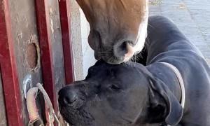 Horse Cleans Canine Companion