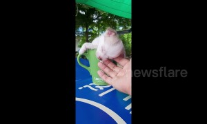 Thai chihuahua adorably falls asleep in mug