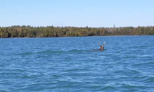 Buck Takes a Dip in Thunder Bay
