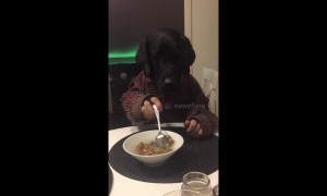 'Man-dog' is back and can't wait to eat his dinner