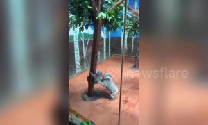 Koala mother helps her baby climb down tree at Guangzhou Chimelong Safari Park
