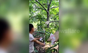 Chinese boy manages to cut fruit by flinging playing cards at them