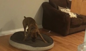 Dog Gets Bed Ready Before Lying Down