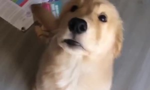 Pup is Totally Pumped for New Toy