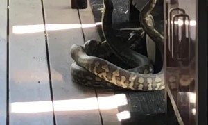 Two Snakes Tangle on the Deck
