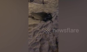 Sea turtle casually interrupts beach party to lay her eggs in the sand in Bali