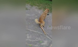 Crafty Thai dog fakes injury
