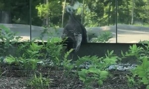 Turkey Fights Its Reflection