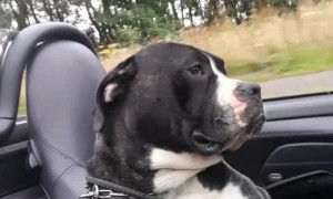 Top Dog with the Top Down