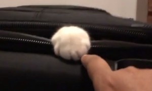 Determined cat claims suitcase, refuses to allow owner to pack
