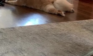 Canine Claps When He's Happy