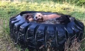 Dogs Cool off in Tractor Tire Water Tank