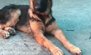 Squeaky Sound Causes Confused Face