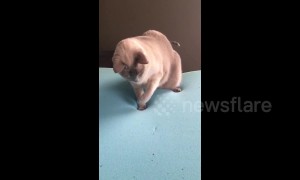 Ontario cat hilariously startled by disappearing paw prints in memory foam mattress