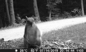 Critter Poses for the Camera