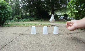 Seagull plays cup guessing game and wins every time