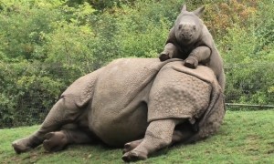 Baby rhino adorably begs tired mom to play