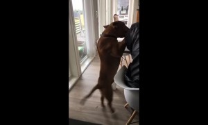 Clumsy dog slips and falls to the floor
