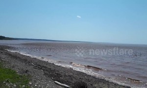 Amazing moment enormous flock of sandpiper birds invade Canadian coast